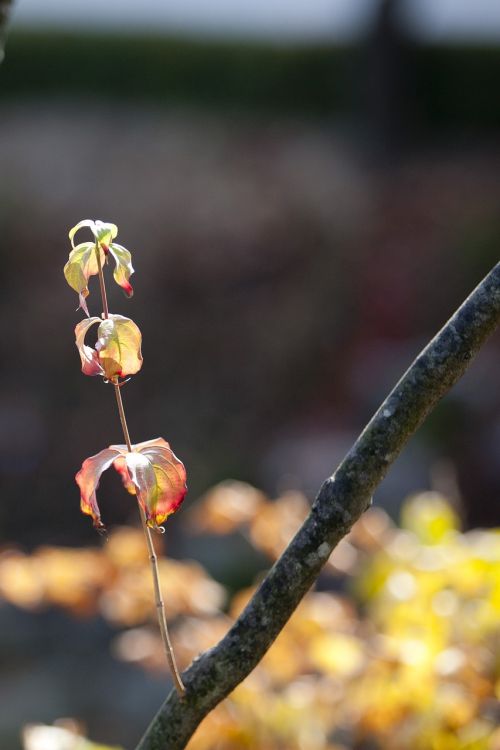 autumn autumn leaves maple