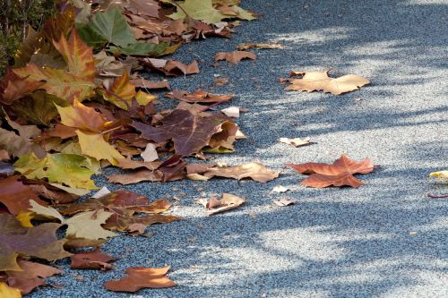 autumn landscape the leaves