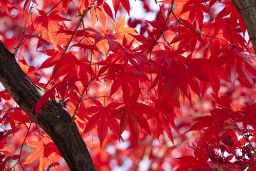 autumn autumn leaves maple