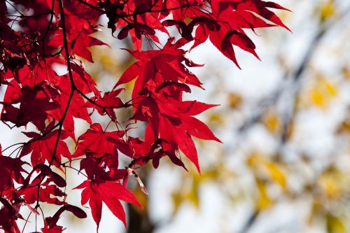 autumn autumn leaves maple