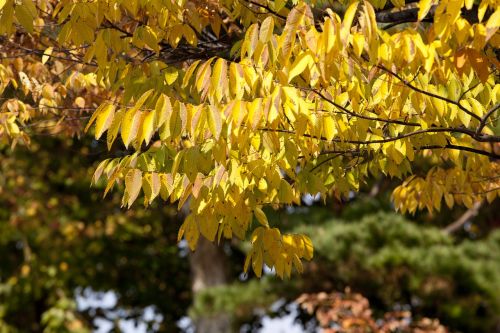 autumn autumn leaves maple