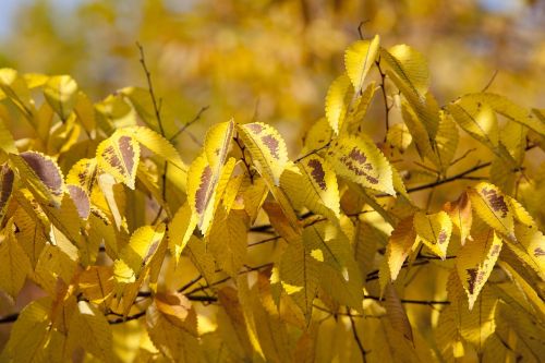 autumn autumn leaves maple