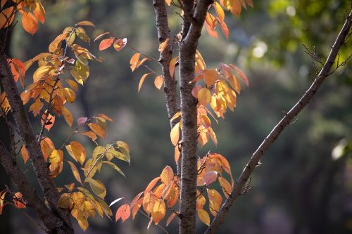 autumn autumn leaves maple