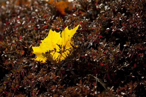 autumn autumn leaves maple