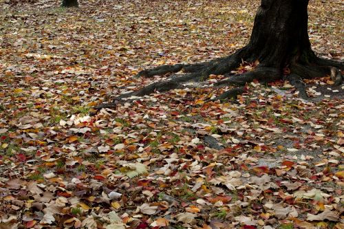 autumn autumn leaves maple