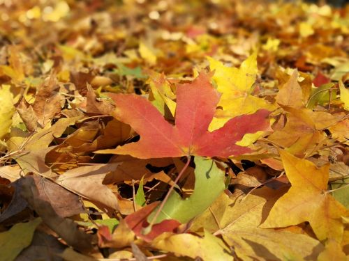 autumn maple red maple