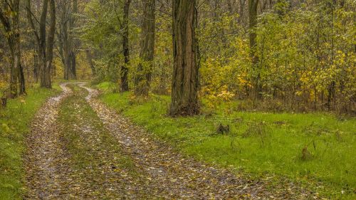 autumn road leaves