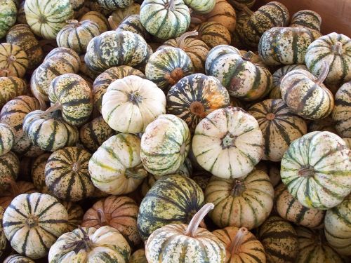 autumn squash pumpkin
