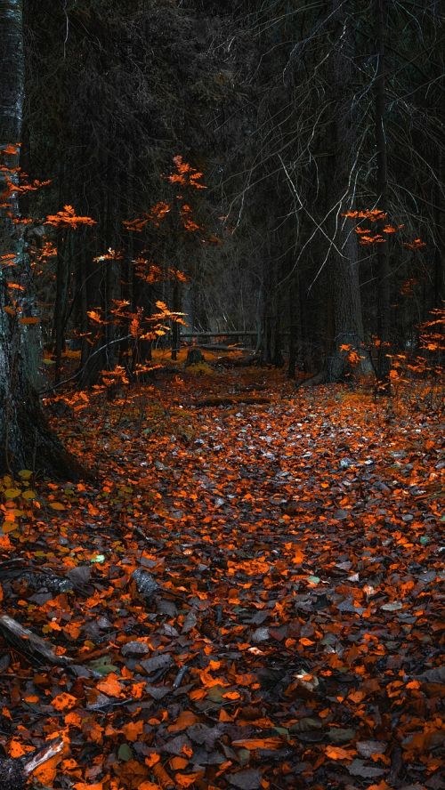 autumn forest leaves