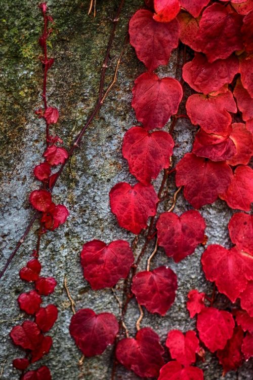 autumn foliage stone