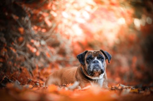 autumn dog nature