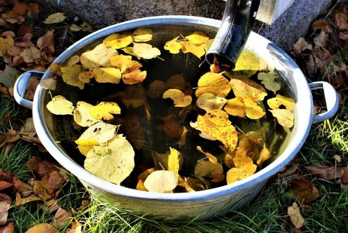autumn leaf water