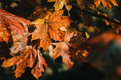autumn orange autumn leaf