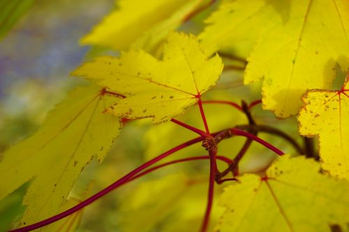 autumn leaves colours