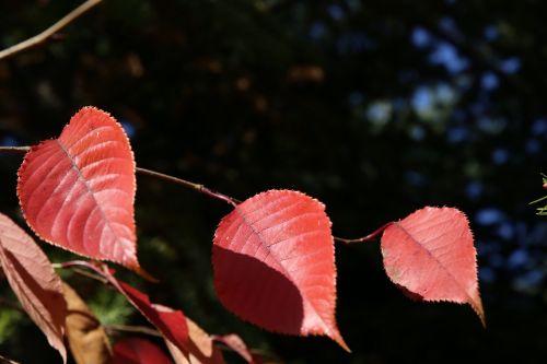 autumn leaf autumn leaves