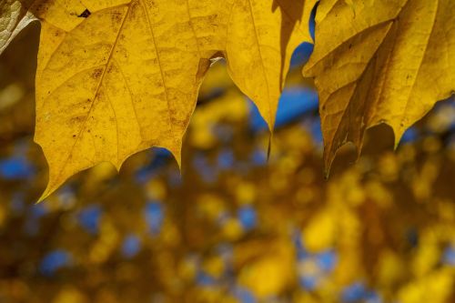autumn tree leaf