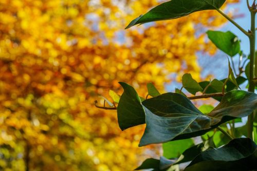 autumn tree leaf