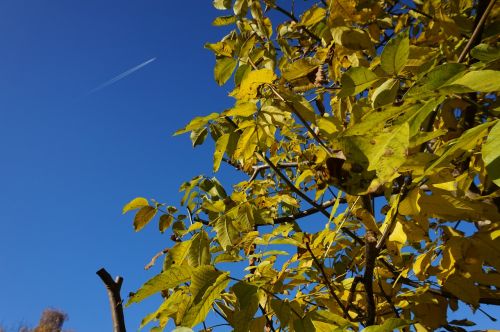 autumn flyer sky