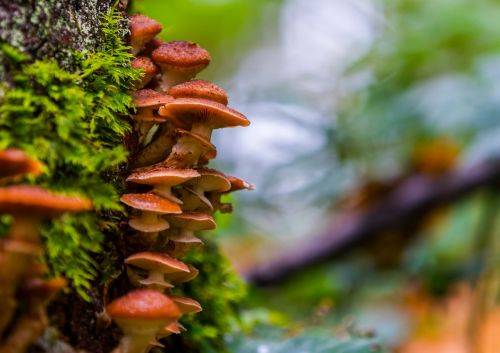 autumn background mushrooms