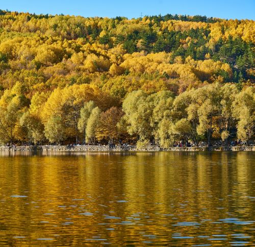 autumn trees lake