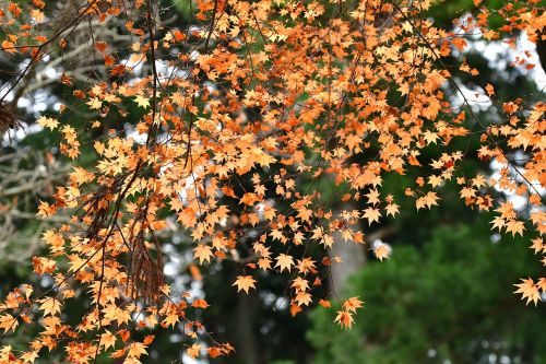 autumn autumnal leaves maple