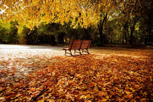 autumn chair