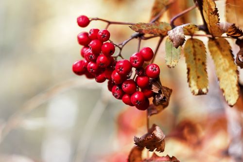 autumn forest rowan