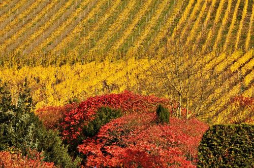autumn mosel vineyards