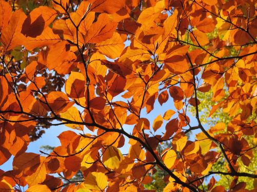 autumn leaves tree