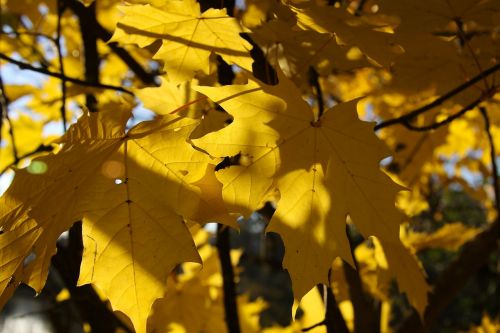 autumn fall foliage yellow