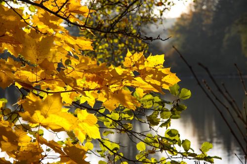 autumn fall foliage yellow