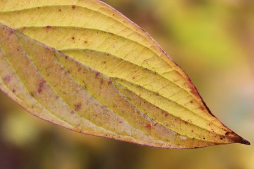 autumn leaf leaves