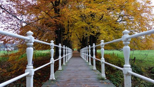 autumn autumn leaves seasons