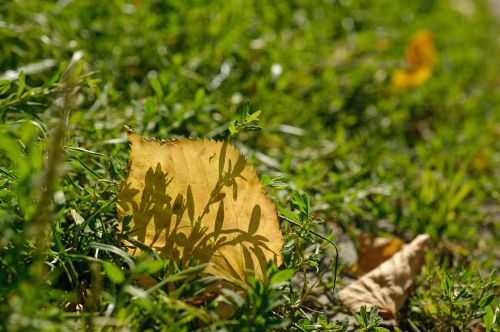 autumn closeup yellow leaf