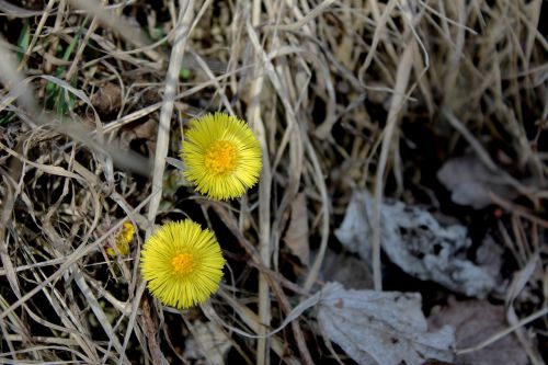 autumn flower nature