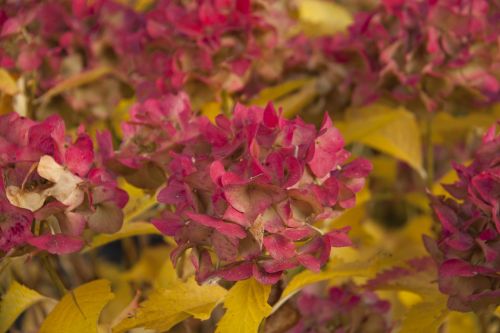 autumn flowers hydrangea