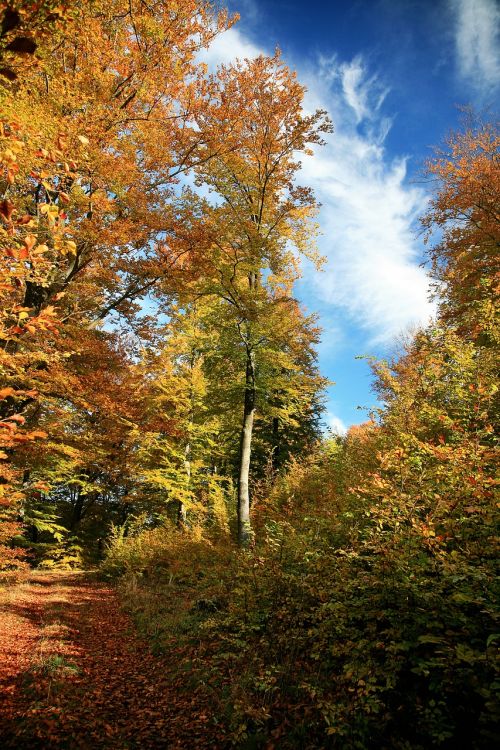 autumn forest tree