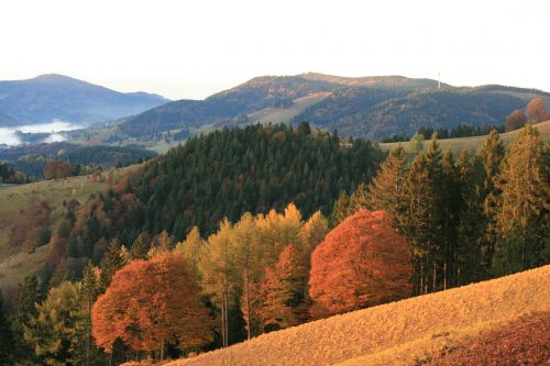 autumn black forest panorama