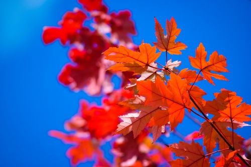 autumn nature red