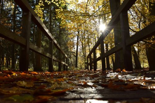 autumn bridge leaves