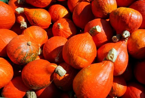 autumn pumpkin fruit