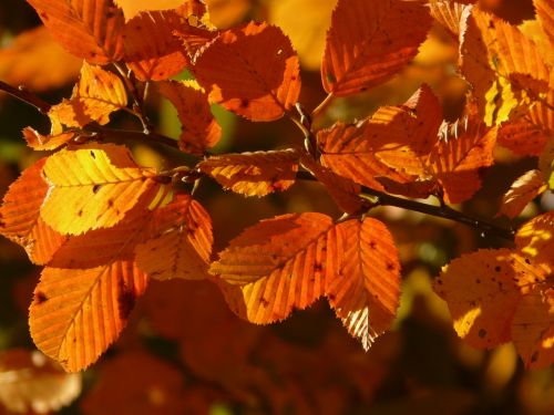 autumn forest tree