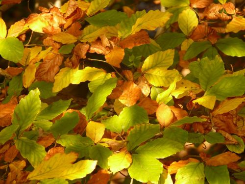 autumn forest tree