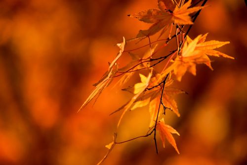 autumn nature leaf