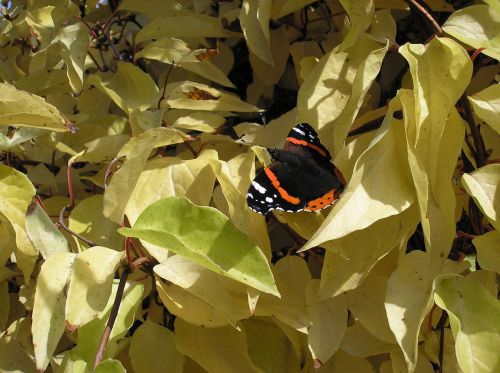 autumn butterfly sheet