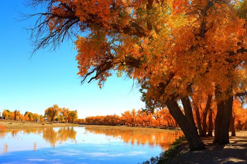 autumn tree nature