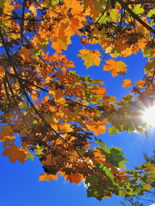 autumn leaf tree