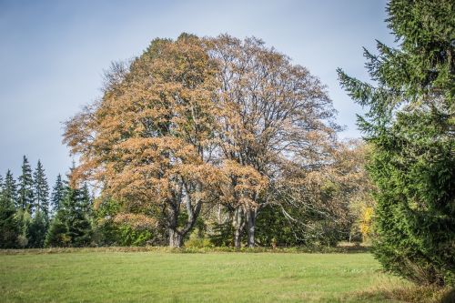 autumn old tree tree