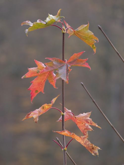 autumn leaves nature