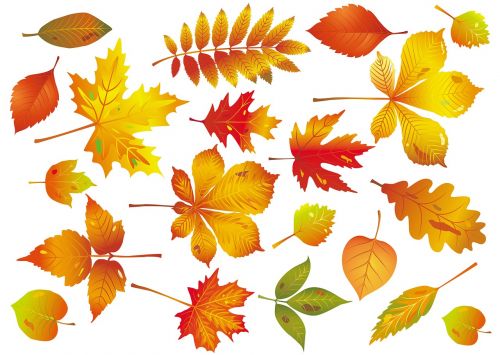 autumn leaf maple